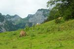 2014-07-05_Laengental-N-Hochweg (296). JPG